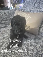 Jasper, a male Goldendoodle for sale in Sears, MI – Photo 4 of 6