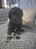 Jasper, a male Goldendoodle for sale in Sears, MI – Photo 3 of 6