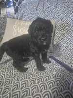 Jasper, a male Goldendoodle for sale in Sears, MI – Photo 2 of 6