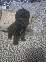 Jasper, a male Goldendoodle for sale in Sears, MI – Photo 6 of 6