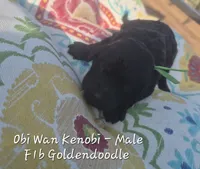Obi Wan Kenobi, a male Goldendoodle for sale in Sears, MI – 3 of 7
