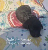 Padme', a female Goldendoodle for sale in Sears, MI – 4 of 7