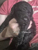Asajj, a female Goldendoodle for sale in Sears, MI – 3 of 10