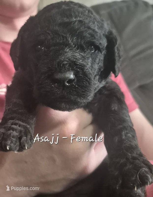 Asajj – Goldendoodle puppy for sale in Sears, MI