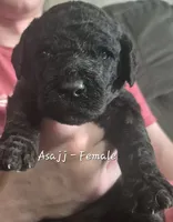 Asajj, a female Goldendoodle for sale in Sears, MI – 1 of 10