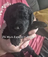 Obi Wan Kenobi, a male Goldendoodle for sale in Sears, MI – 2 of 9