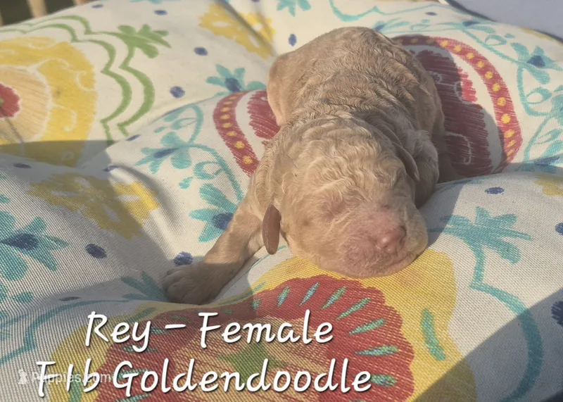 Rey – Goldendoodle puppy for sale in Sears, MI