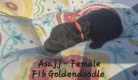 Asajj, a female Goldendoodle for sale in Sears, MI – 8 of 8