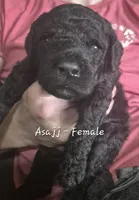 Asajj, a female Goldendoodle for sale in Sears, MI – 2 of 10