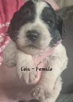 Leia, a female Goldendoodle for sale in Sears, MI – 1 of 10