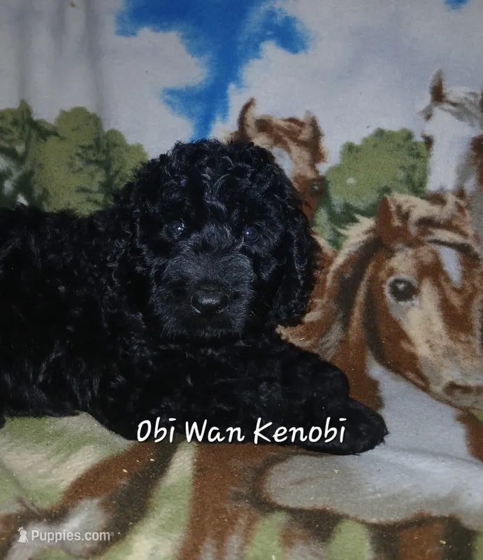 Obi Wan Kenobi – Goldendoodle puppy for sale in Sears, MI