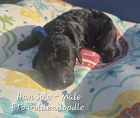 Han Solo, a male Goldendoodle for sale in Sears, MI – 6 of 6