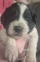 Leia, a female Goldendoodle for sale in Sears, MI – 3 of 10