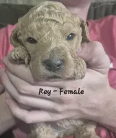Rey, a female Goldendoodle for sale in Sears, MI – 4 of 10