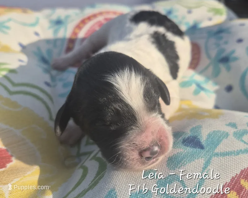 Leia – Goldendoodle puppy for sale in Sears, MI