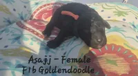 Asajj, a female Goldendoodle for sale in Sears, MI – 5 of 8