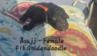 Asajj, a female Goldendoodle for sale in Sears, MI – 1 of 8