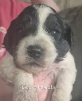 Leia, a female Goldendoodle for sale in Sears, MI – 2 of 10