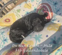 Obi Wan Kenobi, a male Goldendoodle for sale in Sears, MI – 6 of 7