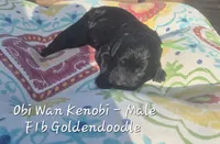 Obi Wan Kenobi, a male Goldendoodle for sale in Sears, MI – 2 of 7