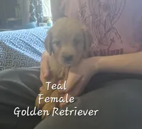 Daisy, a female Golden Retriever for sale in Sears, MI – Photo 3 of 8