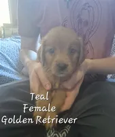 Daisy, a female Golden Retriever for sale in Sears, MI – Photo 4 of 8