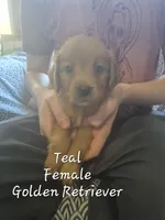 Daisy, a female Golden Retriever for sale in Sears, MI – Photo 5 of 8
