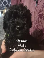 Jax, a male Goldendoodle for sale in Sears, MI – Photo 2 of 6