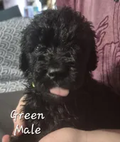 Jax, a male Goldendoodle for sale in Sears, MI – Photo 3 of 6