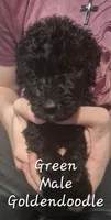 Jax, a male Goldendoodle for sale in Sears, MI – Photo 6 of 6
