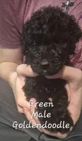 Jax, a male Goldendoodle for sale in Sears, MI – Photo 5 of 6