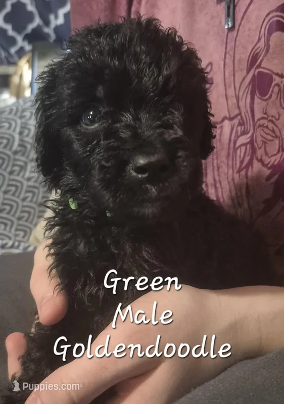 Jax – Goldendoodle puppy for sale in Sears, MI