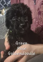 Jax, a male Goldendoodle for sale in Sears, MI – Photo 1 of 6