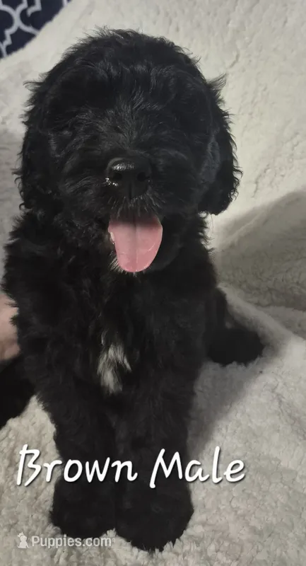 Jasper – Goldendoodle puppy for sale in Sears, MI