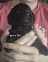 Han Solo, a male Goldendoodle for sale in Sears, MI – 5 of 10
