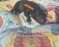 Asajj, a female Goldendoodle for sale in Sears, MI – 4 of 8