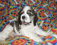 processed/8b89f6d3-af1a-4f53-8963-168201fd8d70/facility/160a22c4-3458-444b-9bc1-a376d01fff1d