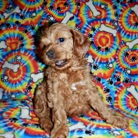 processed/8b89f6d3-af1a-4f53-8963-168201fd8d70/facility/33a2b95f-b92a-4320-b80e-207453b3996c