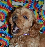 processed/8b89f6d3-af1a-4f53-8963-168201fd8d70/facility/e4c87259-db67-4709-9728-6ea5c26e71e7