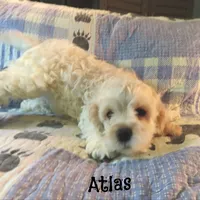  Atlas, a male Cockapoo for sale in Winston-Salem, NC – 2 of 10