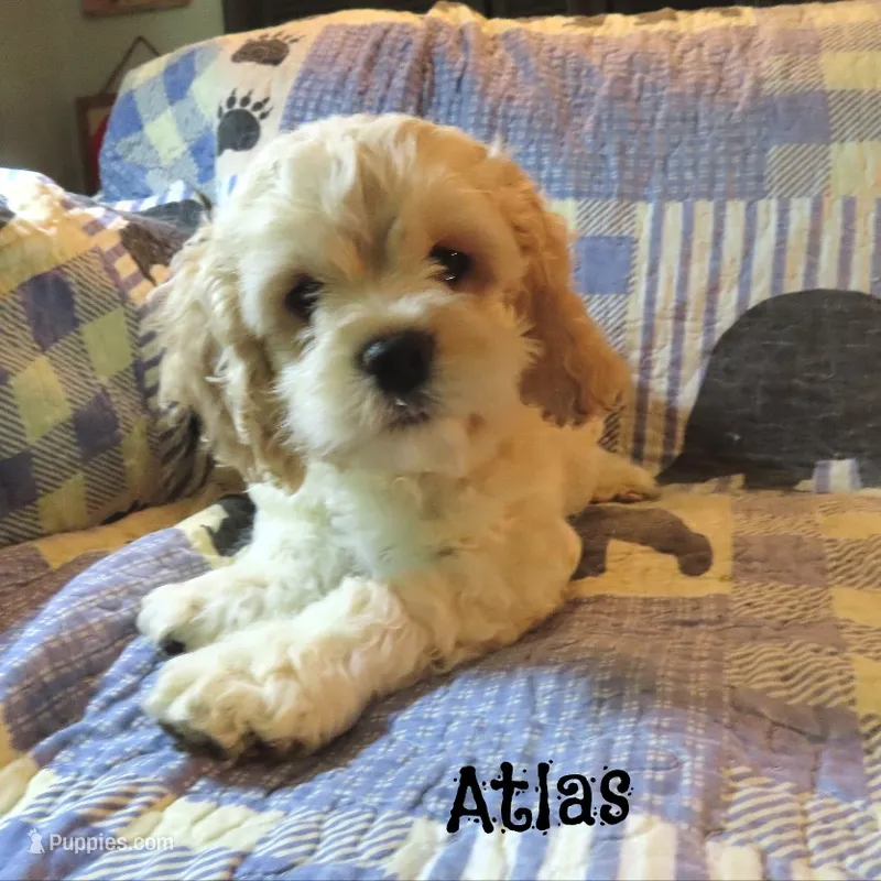  Atlas – Cockapoo puppy for sale in Winston-Salem, NC