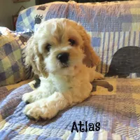  Atlas, a male Cockapoo for sale in Winston-Salem, NC – 1 of 10