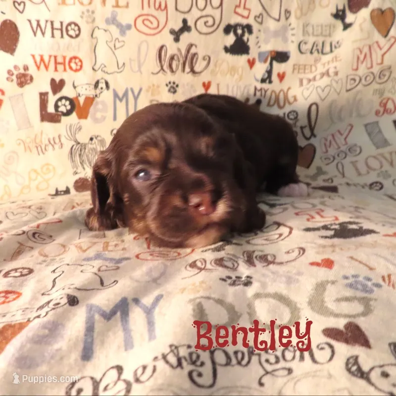 CKC Bentley – Cockapoo puppy for sale in Winston-Salem, NC