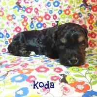 CKC Koda, a male Cockapoo for sale in Winston-Salem, NC – 7 of 10