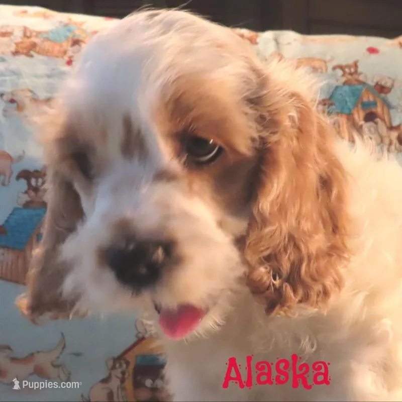CKC Alaska – Cockapoo puppy for sale in Winston-Salem, NC