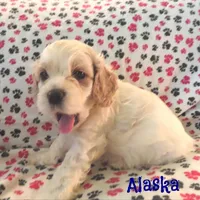 CKC Alaska, a male Cockapoo for sale in Winston-Salem, NC – Photo 2 of 8