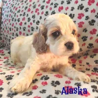 CKC Alaska, a male Cockapoo for sale in Winston-Salem, NC – Photo 5 of 8