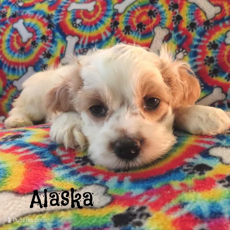 CKC Alaska – Cockapoo puppy for sale in Winston-Salem, NC