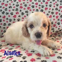 CKC Alaska, a male Cockapoo for sale in Winston-Salem, NC – Photo 3 of 8