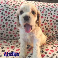 CKC Alaska, a male Cockapoo for sale in Winston-Salem, NC – Photo 6 of 8